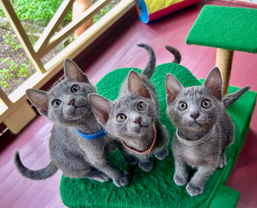 Popee's 1st litter at 8 weeks old